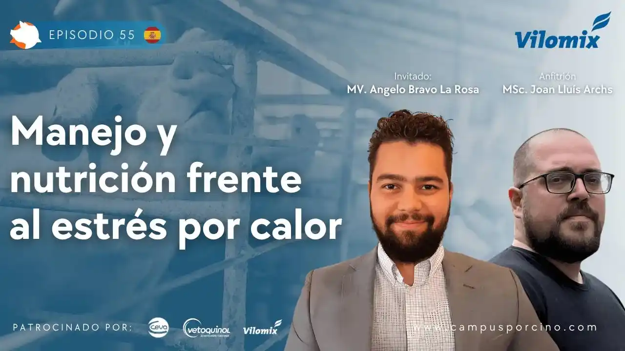Manejo y nutrición frente al estrés por calor en porcicultura - MV. Angelo Bravo La Rosa.