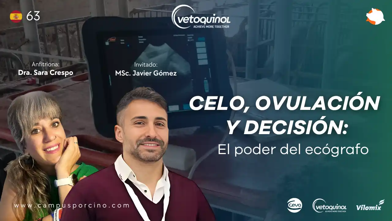 Celo, ovulación y uso del ecógrafo en cerdas - MSc. Javier Gómez.