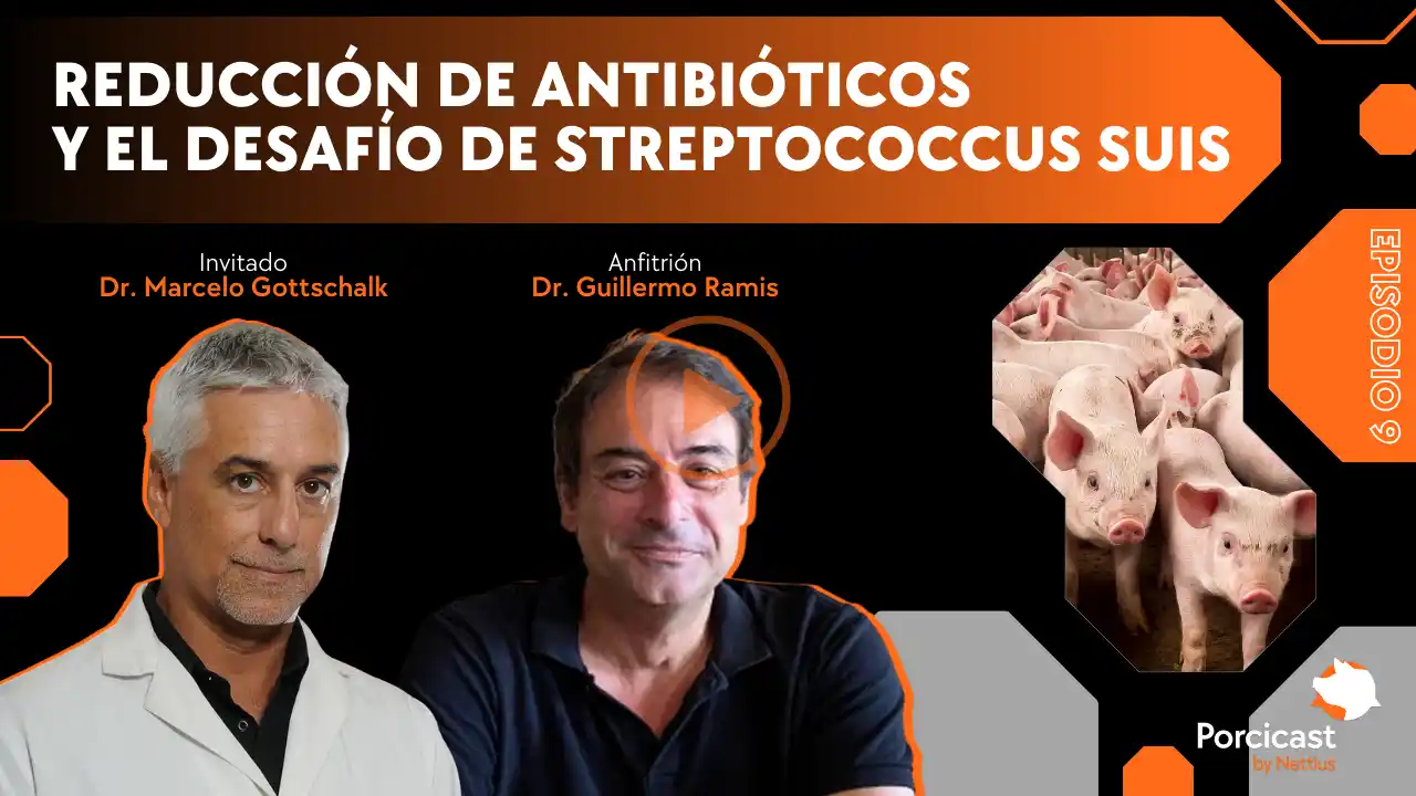 Reducción del uso de antibióticos y control de Streptococcus suis en porcicultura.