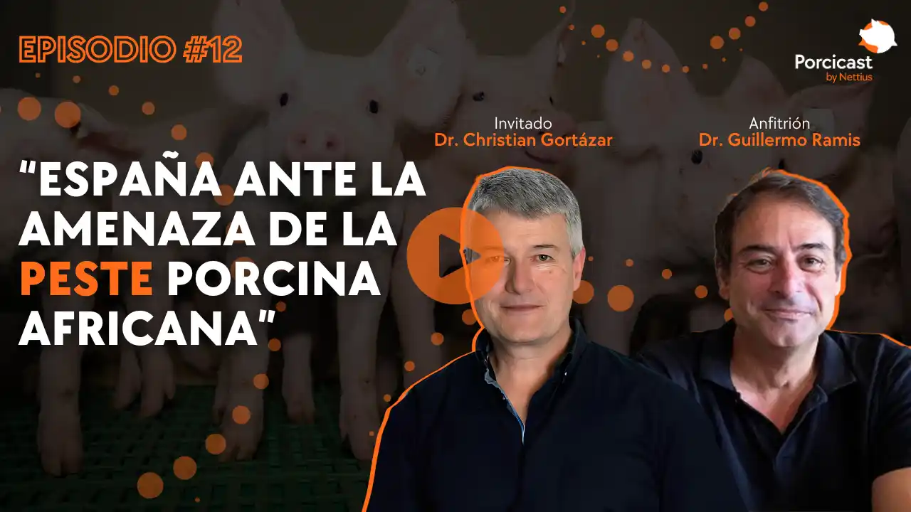 España frente al riesgo de Peste Porcina Africana en la producción porcina.