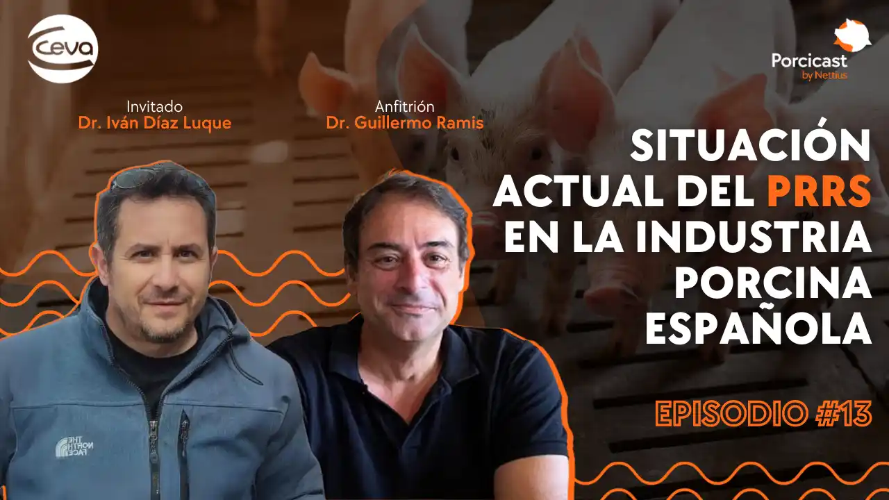 Situación actual del PRRS en la industria porcina española.