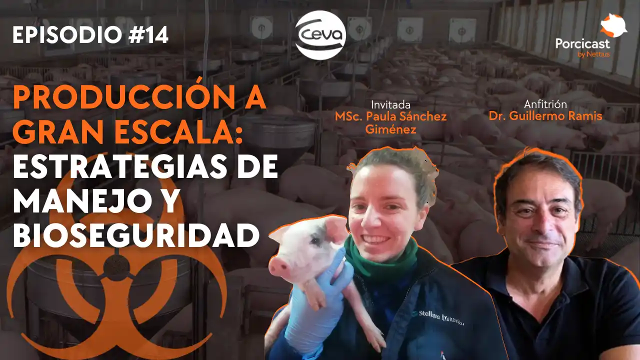 Producción porcina a gran escala con enfoque en manejo y bioseguridad.