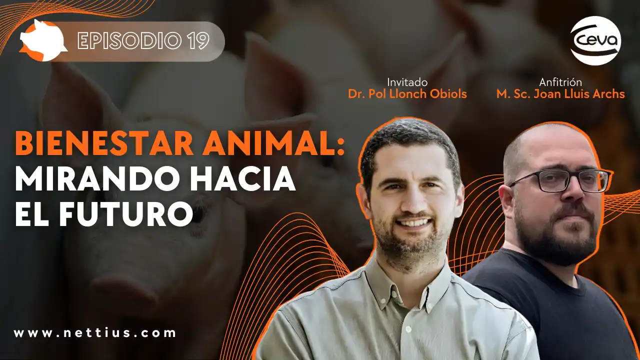 Bienestar animal en porcicultura y perspectivas futuras.