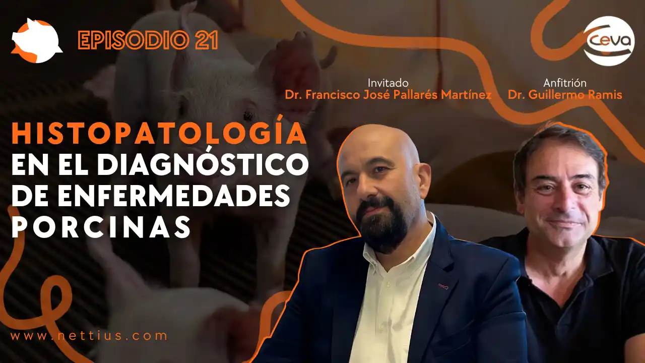 Histopatología aplicada al diagnóstico de enfermedades porcinas.