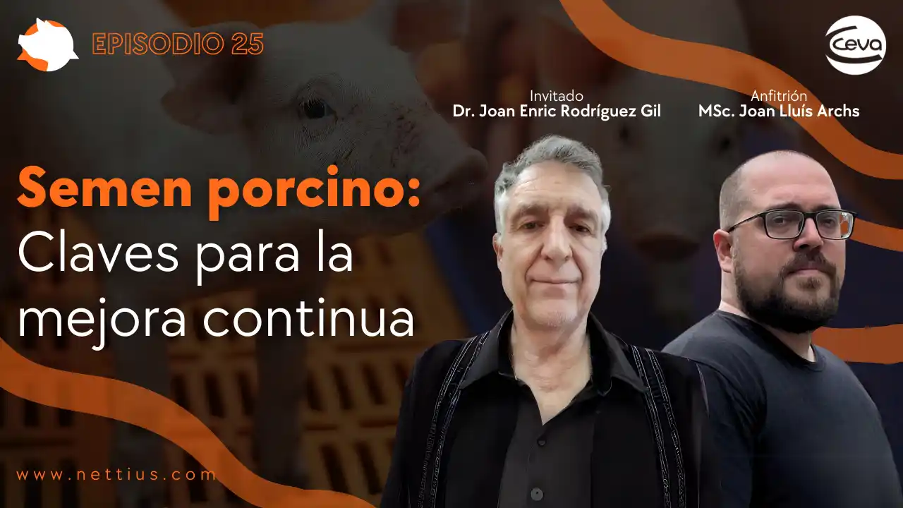 Semen porcino y claves para la mejora continua en reproducción.
