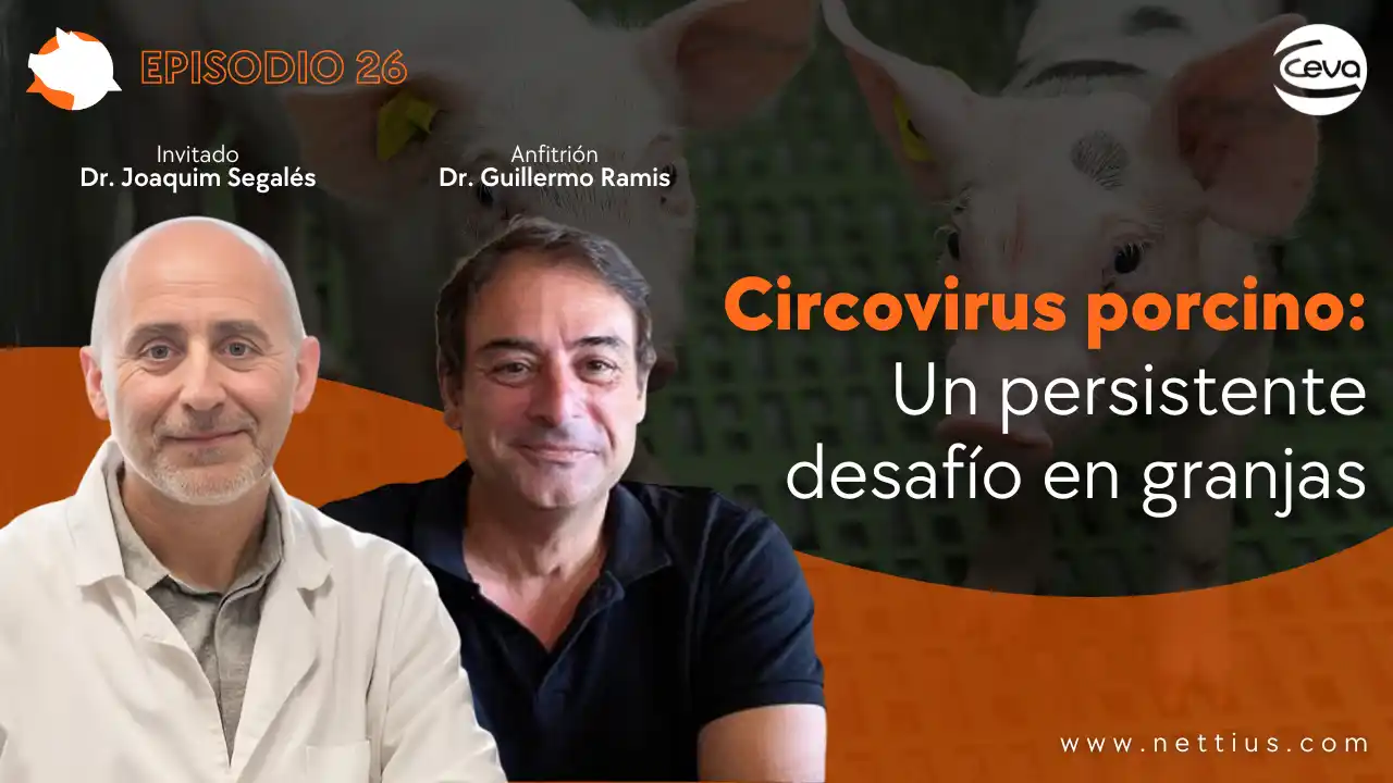 Circovirus porcino como desafío sanitario persistente en granjas.