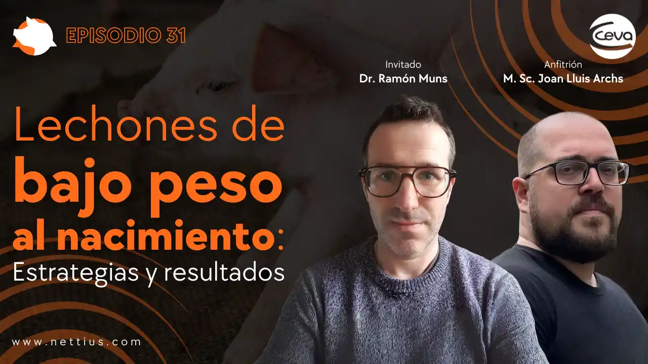 Estrategias para lechones de bajo peso al nacimiento - Dr. Ramón Muns.