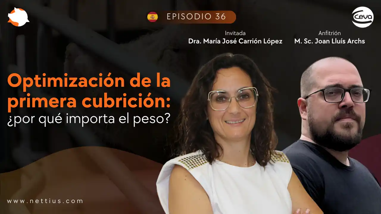Importancia del peso en la primera cubrición de cerdas - Dra. María José Carrión López.