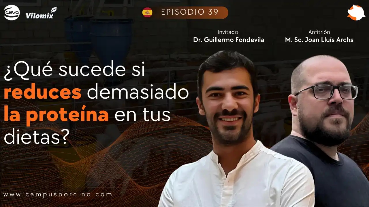 Impacto de reducir demasiado la proteína en dietas porcinas - Dr. Guillermo Fondevila.