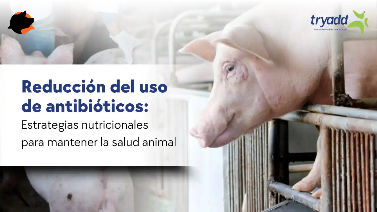 Estrategias nutricionales para reducir el uso de antibióticos en porcicultura.