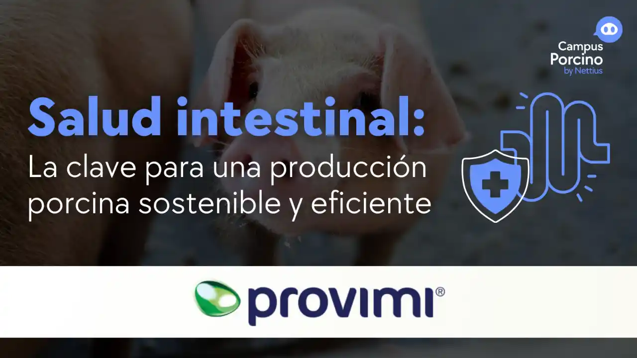 Salud intestinal como base de la eficiencia y sostenibilidad porcina.