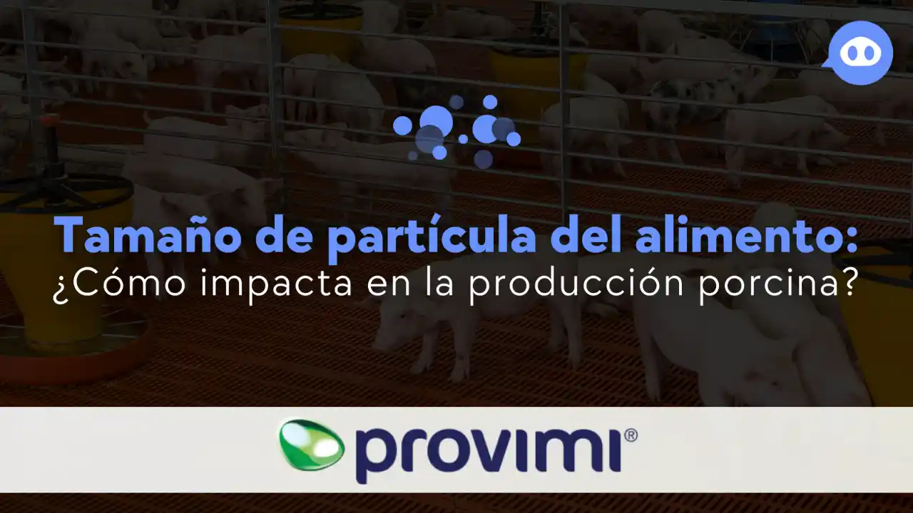 Tamaño de partícula del alimento y su efecto en la producción porcina.