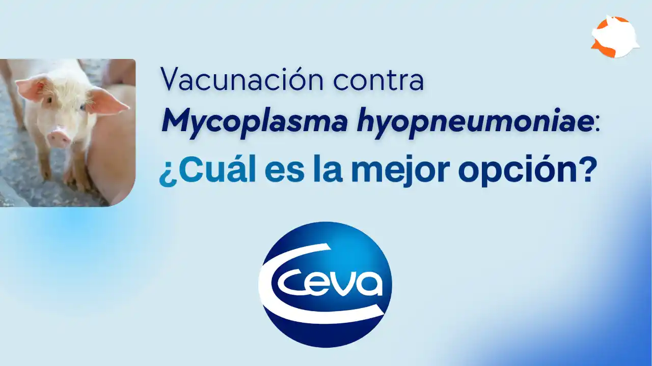 Vacunación contra Mycoplasma hyopneumoniae en porcicultura.