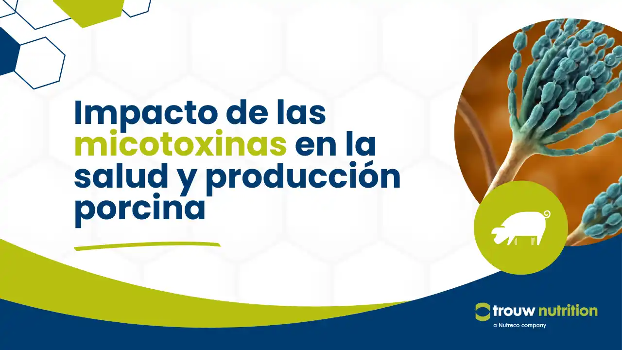 Micotoxinas en cerdos y el valor de los secuestrantes.
