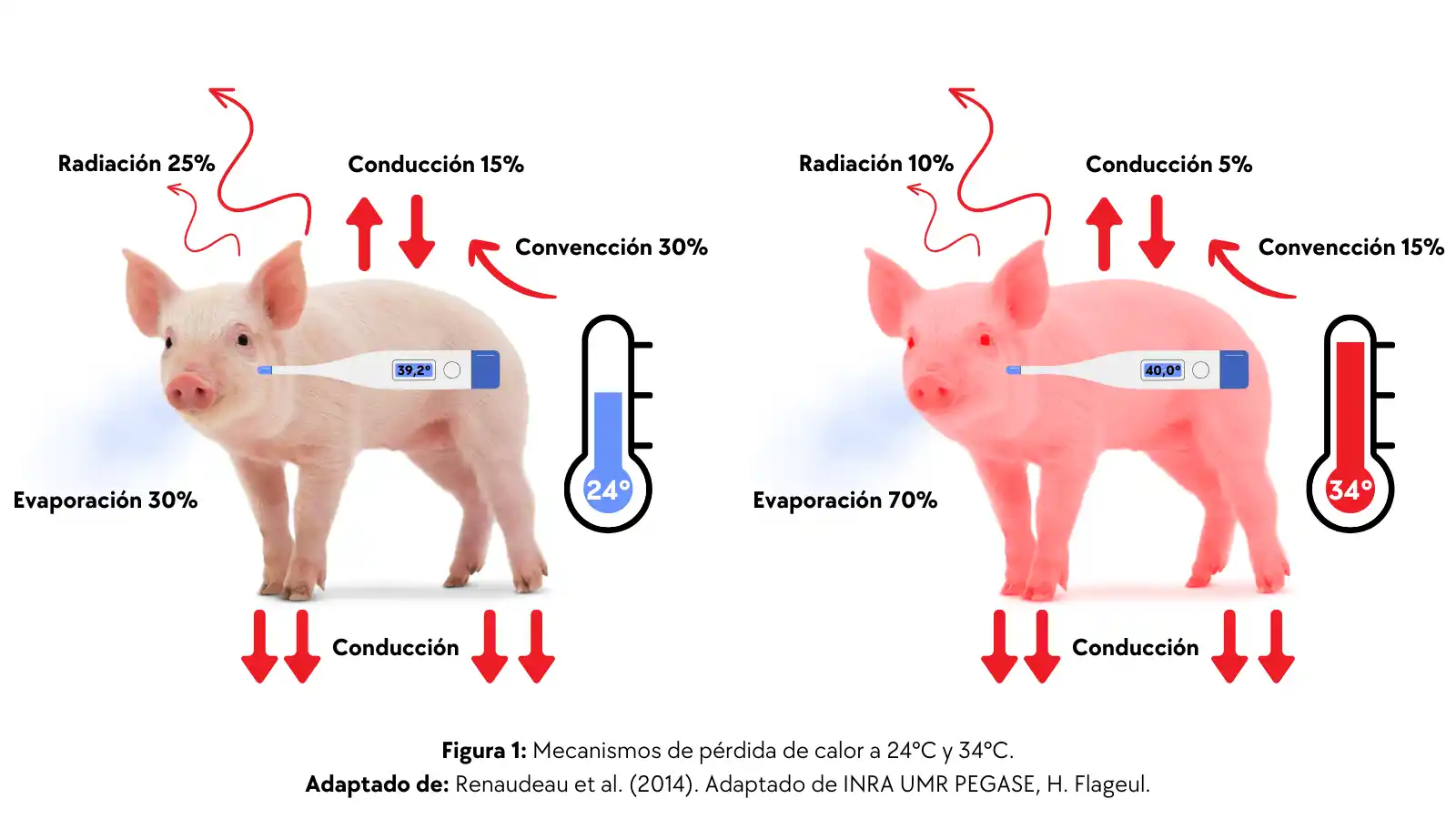 Mecanismos de pérdida de calor en cerdos a 24 °C y 34 °C.