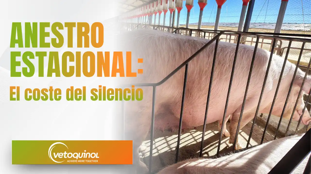 Anestro estacional en cerdas y su coste en la producción porcina.