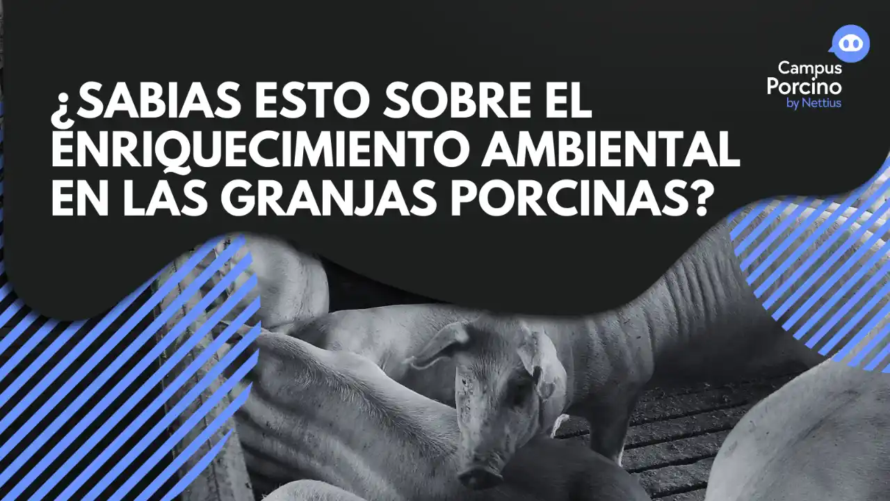 Cerdos en una granja interactuando con materiales de enriquecimiento ambiental como paja y juguetes colgantes.